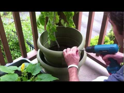 how to get more yield from tomato plants