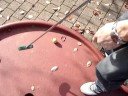 Damien au mini-golf