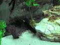 videos de Black Ghost Knife fish