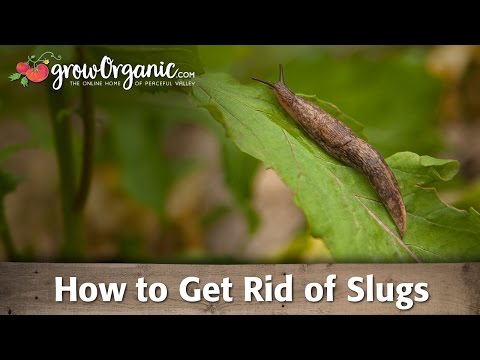 how to control slugs