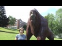 Click here to watch this video Gigantopithicus