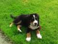 Baloo le Chien