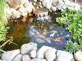 BackyardPond BackyardPond