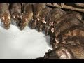THE RAT TEMPLE Karni Mata Mandir Rajesthan