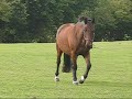 Horses - Our Heroes Horses - Our Heroes