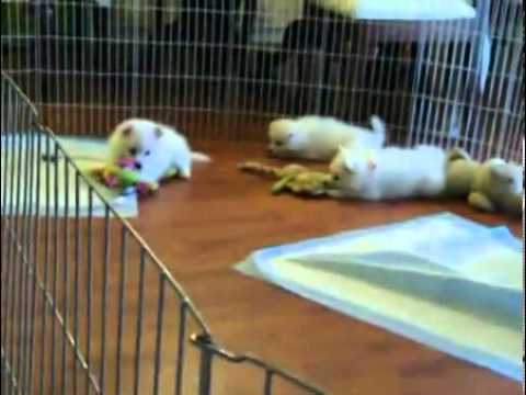 Mini Micha UKC Eskie Yellow Ribbon in Video