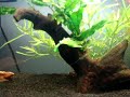 2º video da série desse aqua nano plantado teste. 