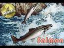 Salmon 0 Salmon