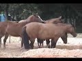 Estancia da carapu�a - Flokinho