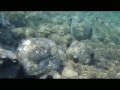 Filming-Underwater