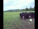Feeding bigger calves