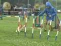 Welsh Corgi 20070630 Agility [red&white]