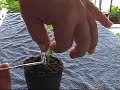 How to start your vegetable seed indoors Part 2 of 2