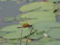 ??????Sympetrum speciosum speciosum???Video 01
