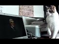 Cat's least favorite president