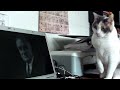 Cat's least favorite president