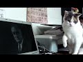 Cat's least favorite president