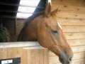 Mr Scoobyy jumping 1m30 :)