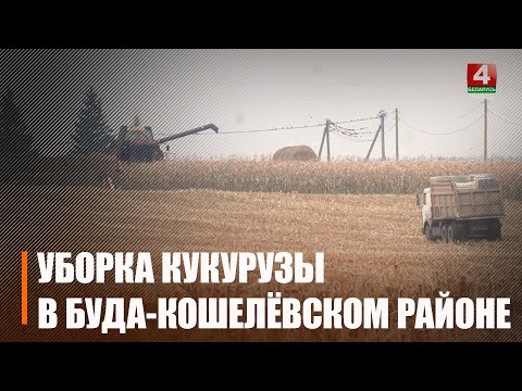 Более 200 000 тонн кукурузы на зерно намолочено на Гомельщине видео