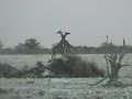 giraffe-fight-in-the-waterberg-south-africa.html