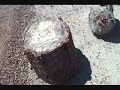 The Petrified Forest