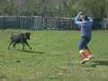 gilou et mwa a la ganadéria du buros gilou et mwa a la ganadéria du buros