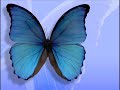 blue butterfly   anna macdonald