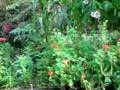 videos de Corto Maltez