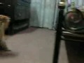 Persian Cat Mating 1!!!