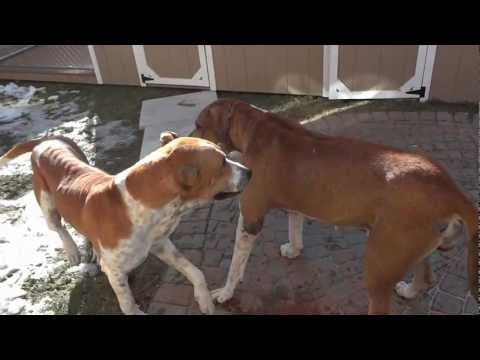 bully kutta