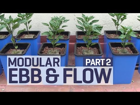 how to grow ebb and flow