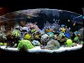 My 570L reef tank NP Reducing Bio Pellets