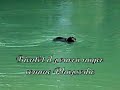Natation pour balzac et rhapsodie (rottweiler)