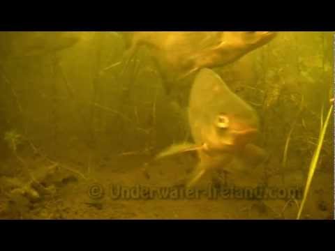 видео кормление леща видео кормление леща