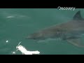 Sharkman - Luring Them In Sharkman - Luring Them In