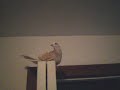 My birds My birds