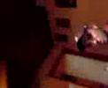tony 1toomany littler