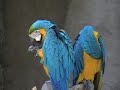 Bad Birds of santa Barbara