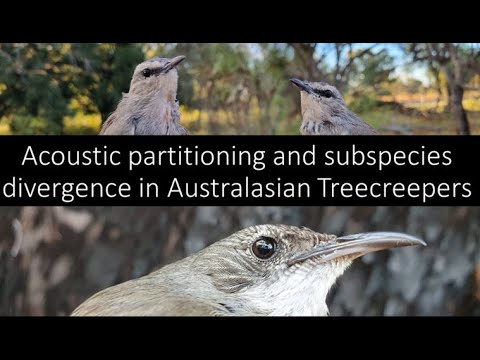 <p><em>Acoustic partitioning and subspecies divergence of Australasian Treecreepers</em></p>
 video thumbnail