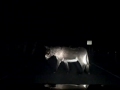 funny,animals,video