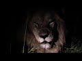 Ulusaba: Male Lions Roaring