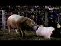 Japones hacen rodeos con cerdos