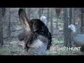 Awesome Turkey hunt at Blackwater