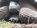 Galapagos Islands - Ecuador SA