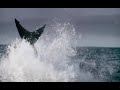 Great White Sharks Attacking Seals