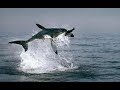 Great White Sharks