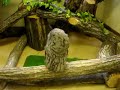 [動物]首がほぼ1周してる変な顔のフクロウ。のサムネイル1