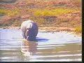 Run Hippo Run!