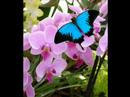 Jojo butterflies reprise Jojo butterflies reprise
