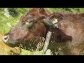 Ursprung Buam - Wenn In Tirol Die Blumen Blüh´n Ursprung Buam - Wenn In Tirol Die Blumen Blüh´n